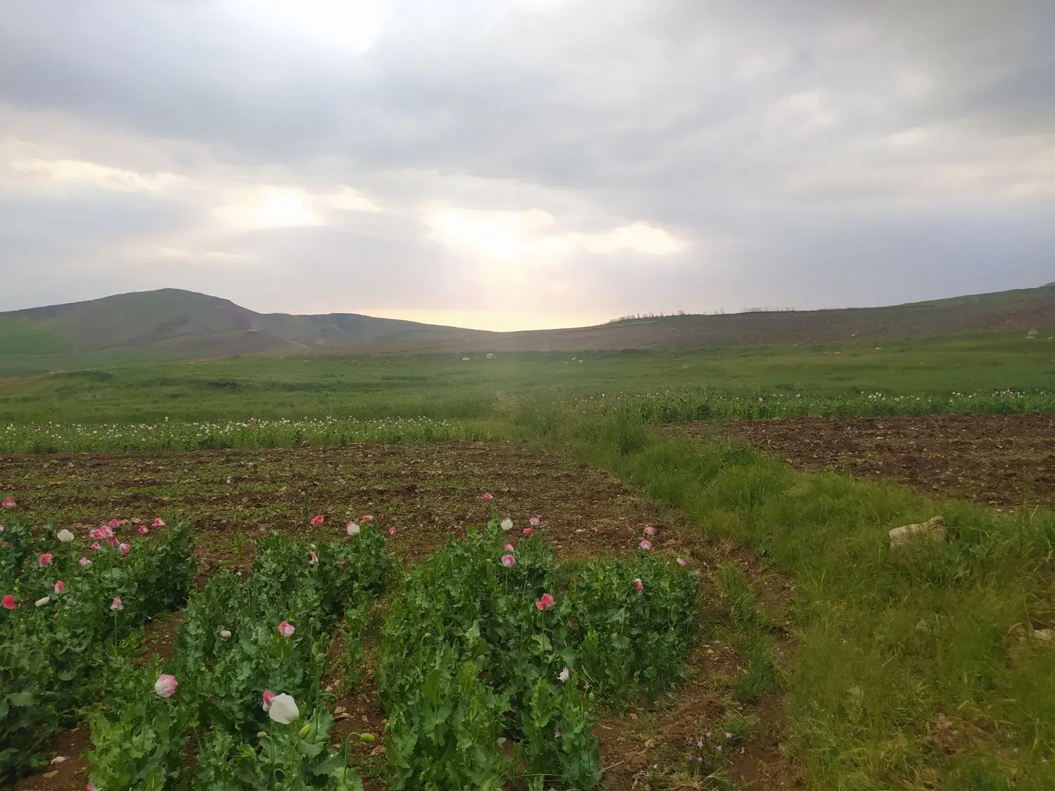 زمین در شهرک صنعتی هرسین