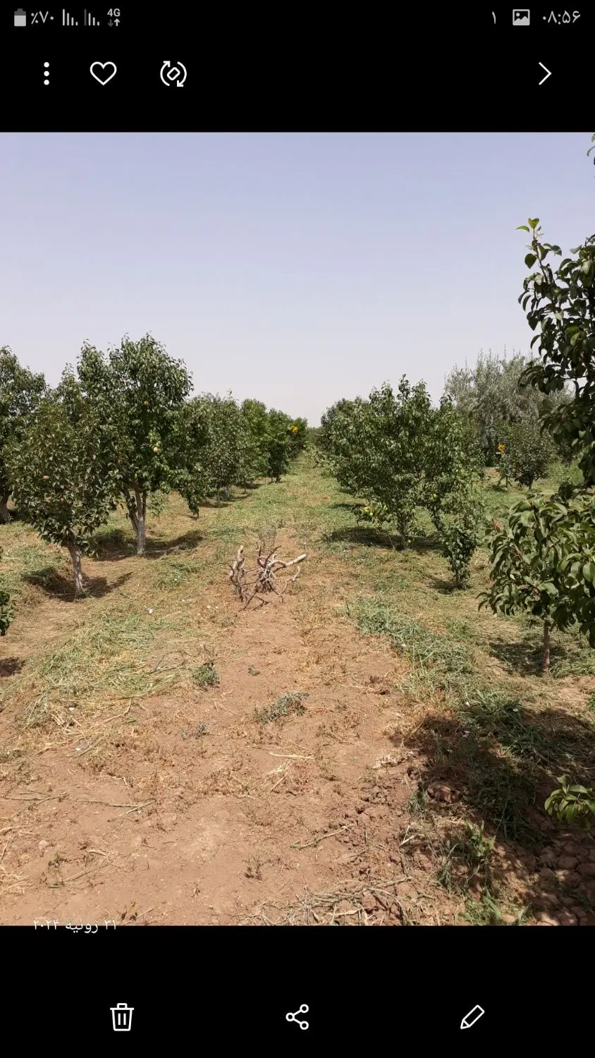 باغ در قدیم آباد