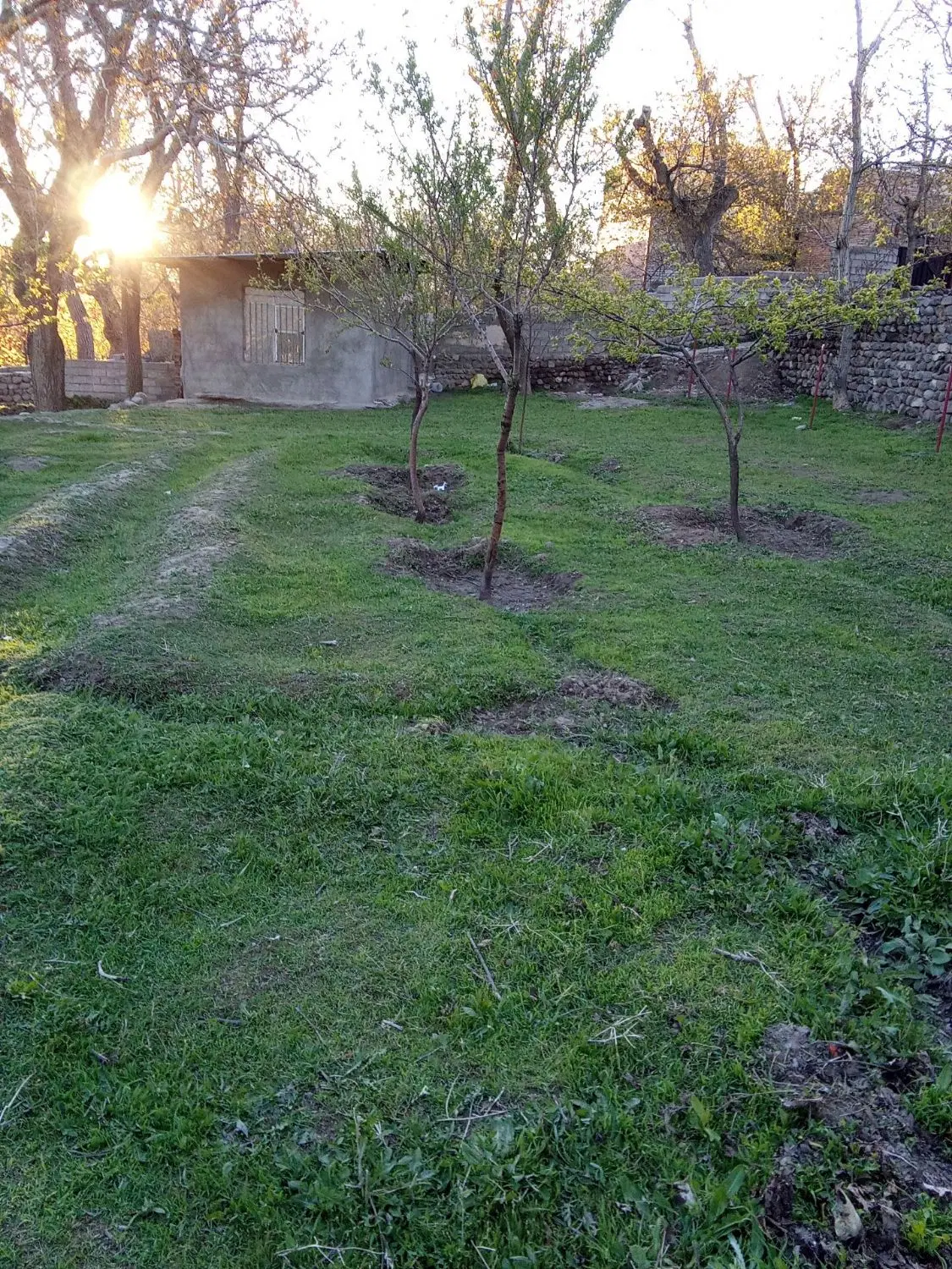 باغی در اسکو روستای آمقان