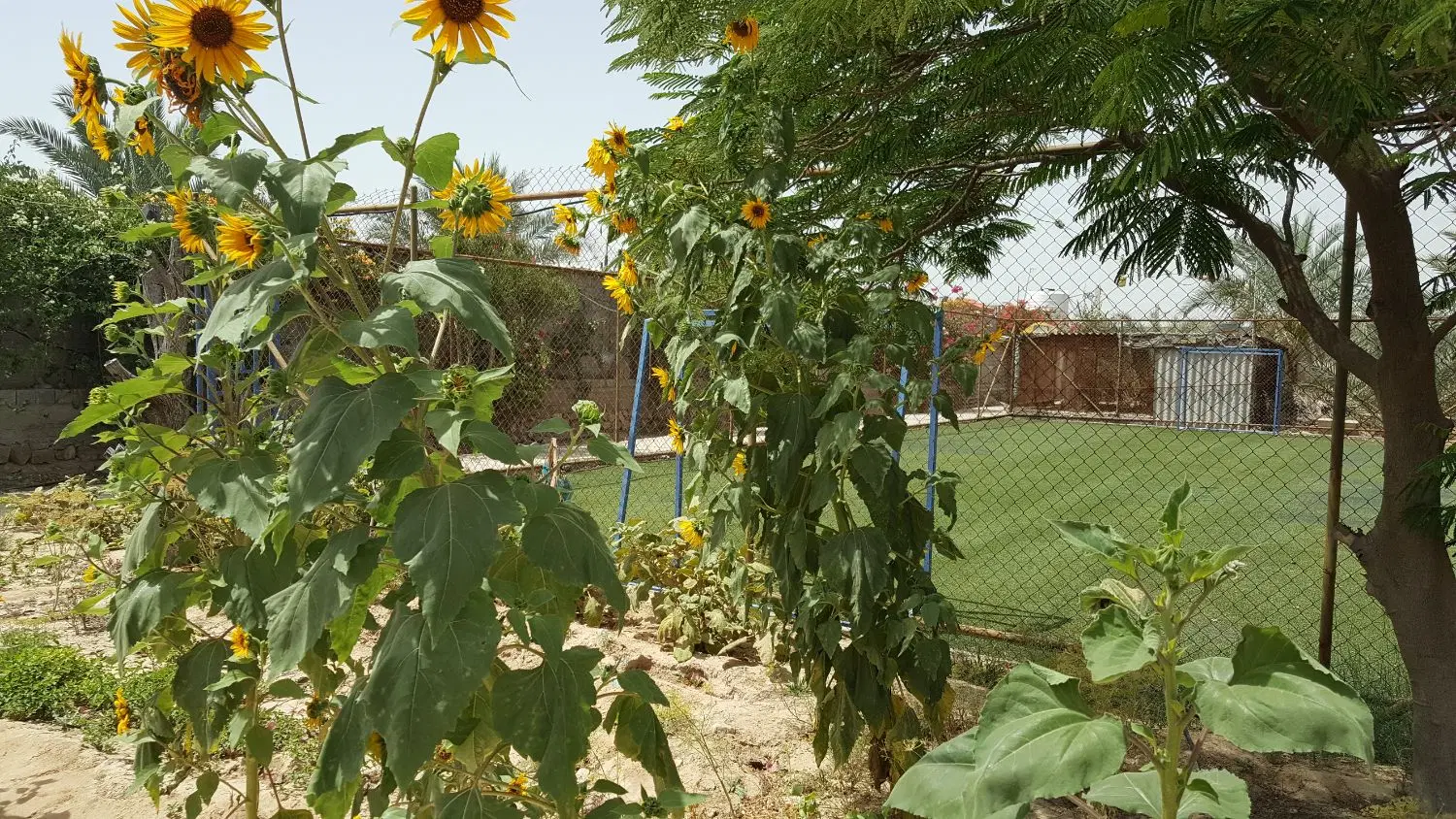 خانه سرایداری کنار خانه باغ