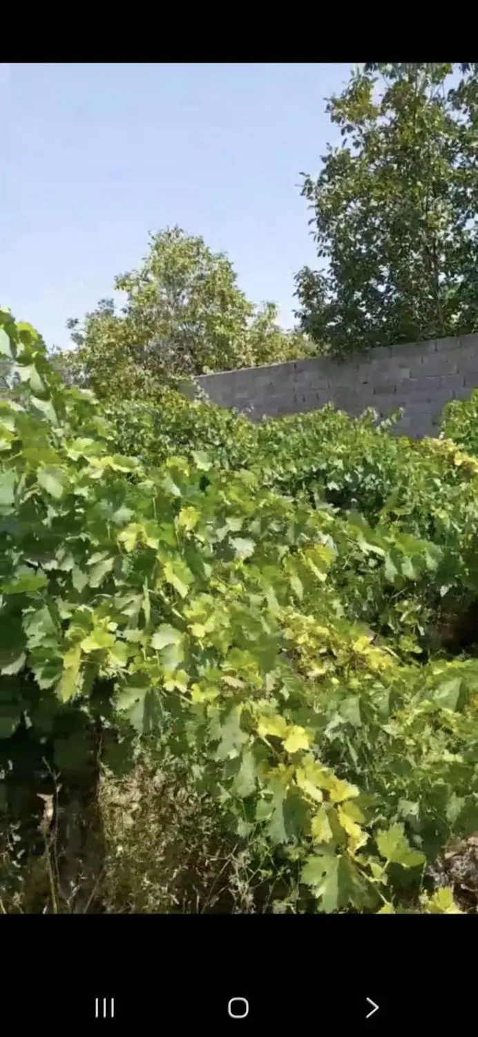 فروش زمین باغ انگور
