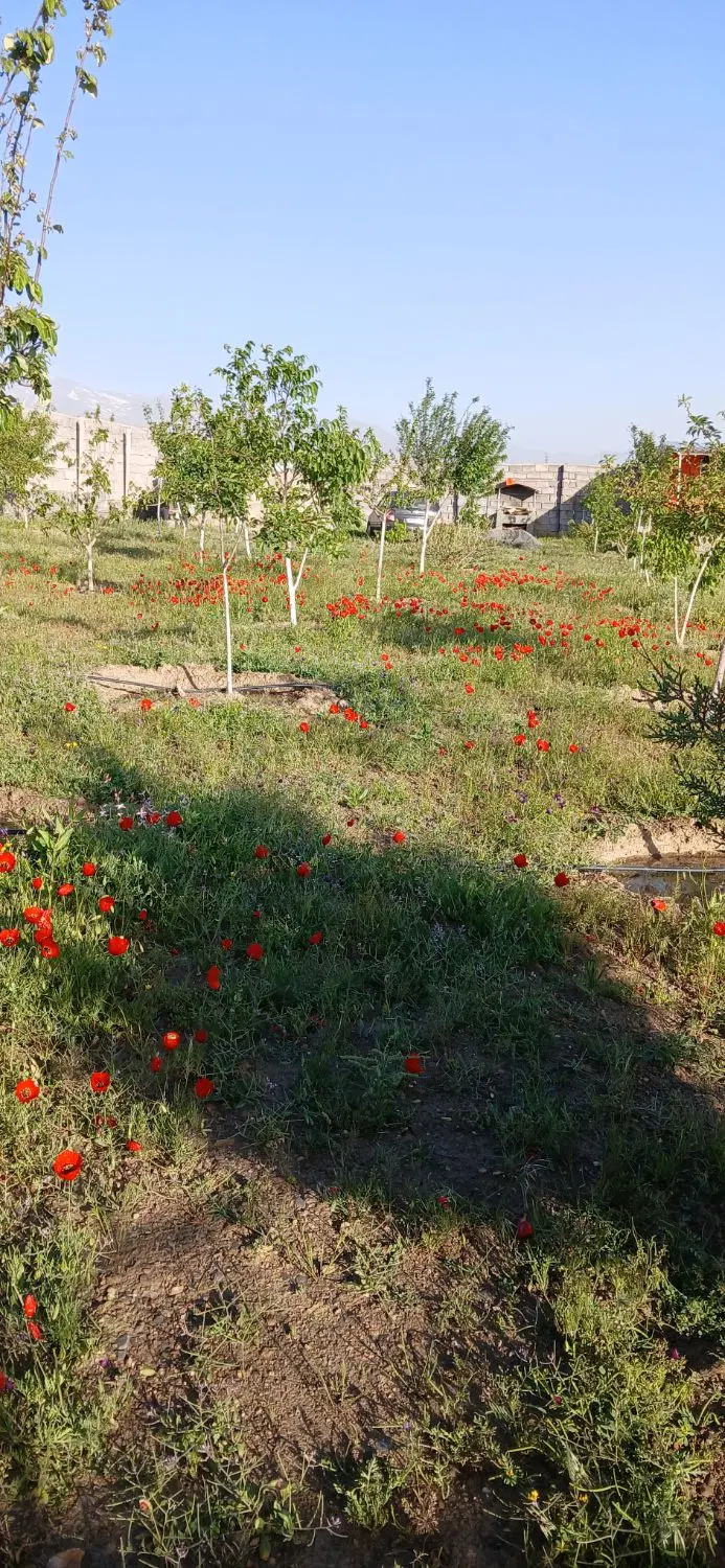 باغ در چشین