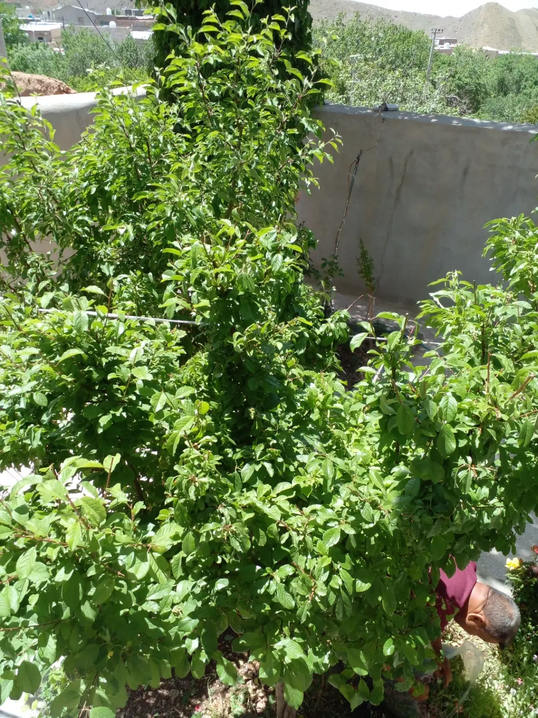 اجاره زیرزمین