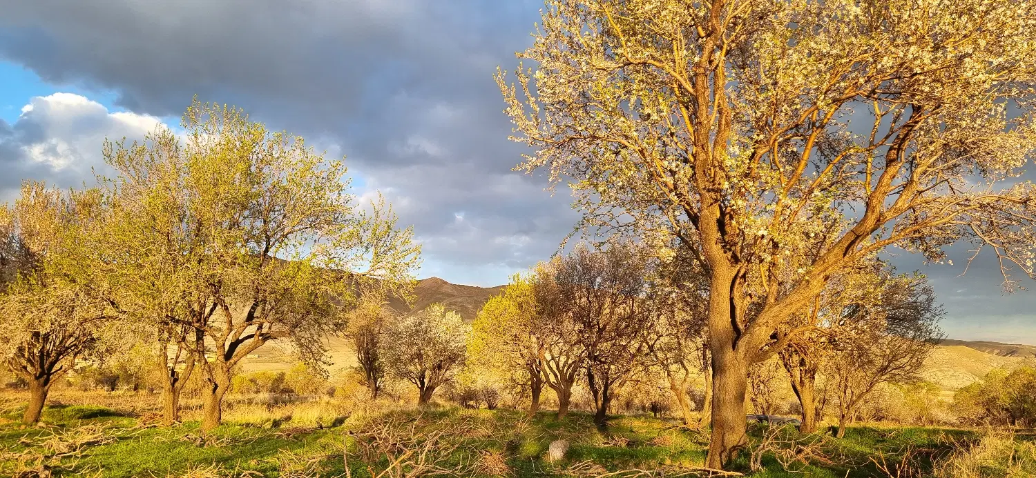 باغ انگور و بادام