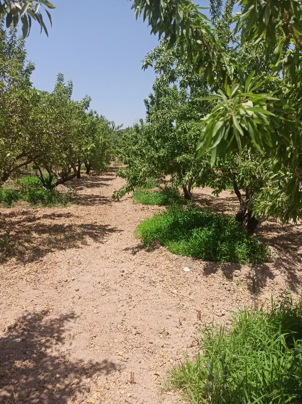 باغ بادام فروشی