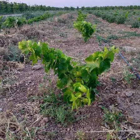 فروش زمین باغ انگور ۲ساله