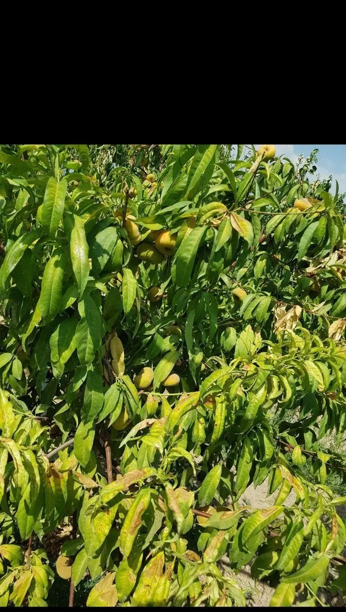 باغچه ۱۰۰۰ متری ترشنبه
