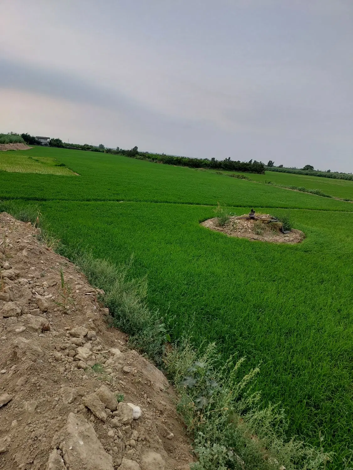 فروش زمین کشاورزی