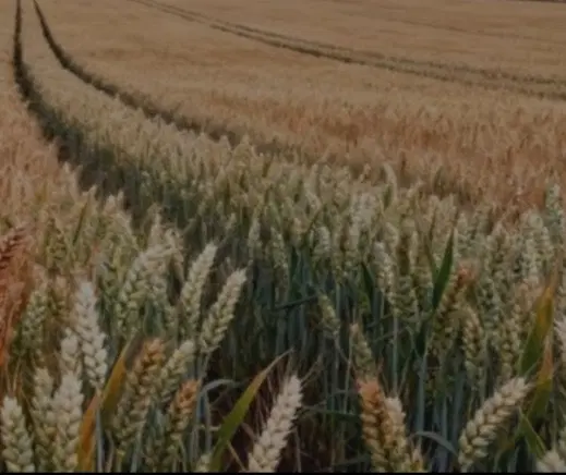 زمین زراعی واقع در محدوده پارس شمالی