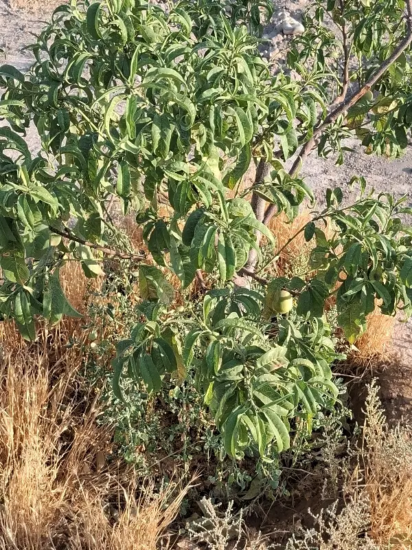 باغچه چهاردیواری