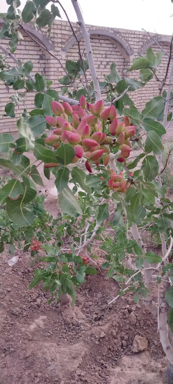 چهاردیواری مبارکه پاین