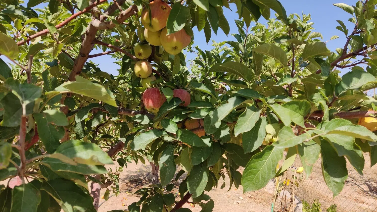 باغ شهر پارس سوئیچ