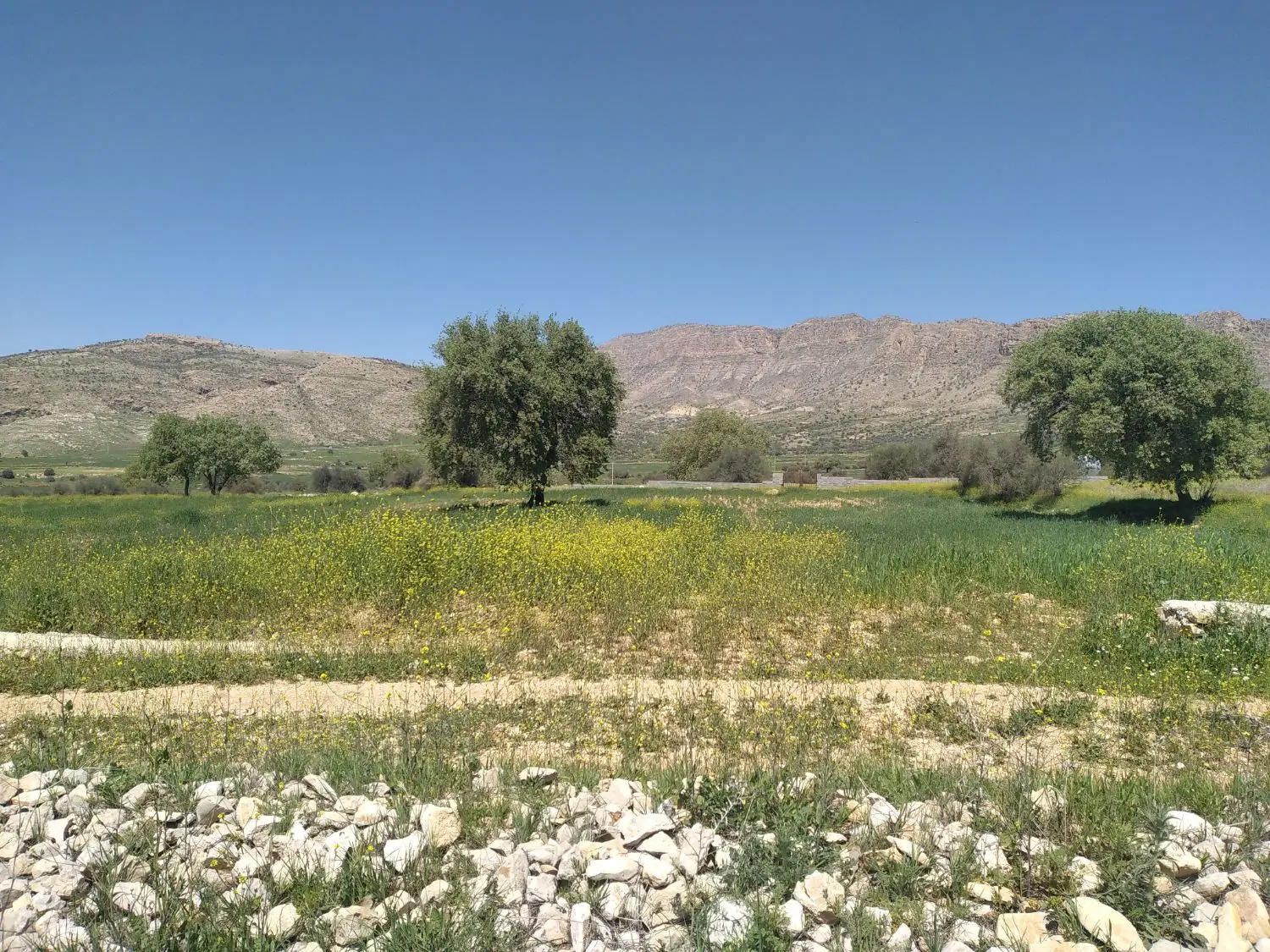 زمین محله جابه