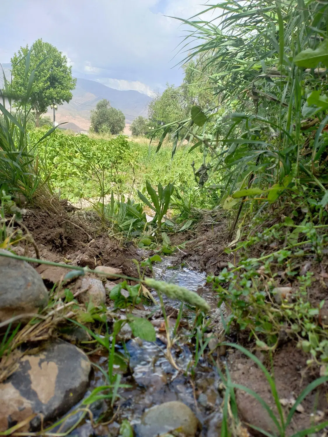 زمین مسکونی روستای دیزج بالا