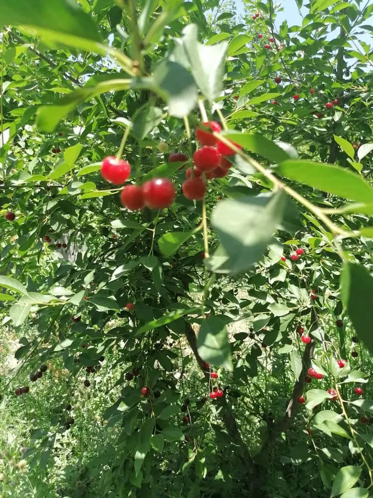 باغچه چهاردیواری ۴۰۰ متر