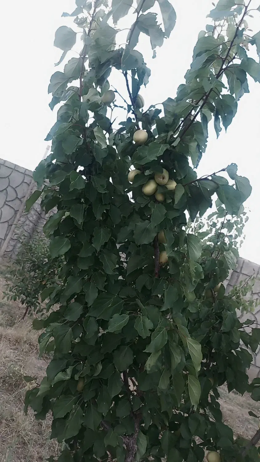 باغ امند