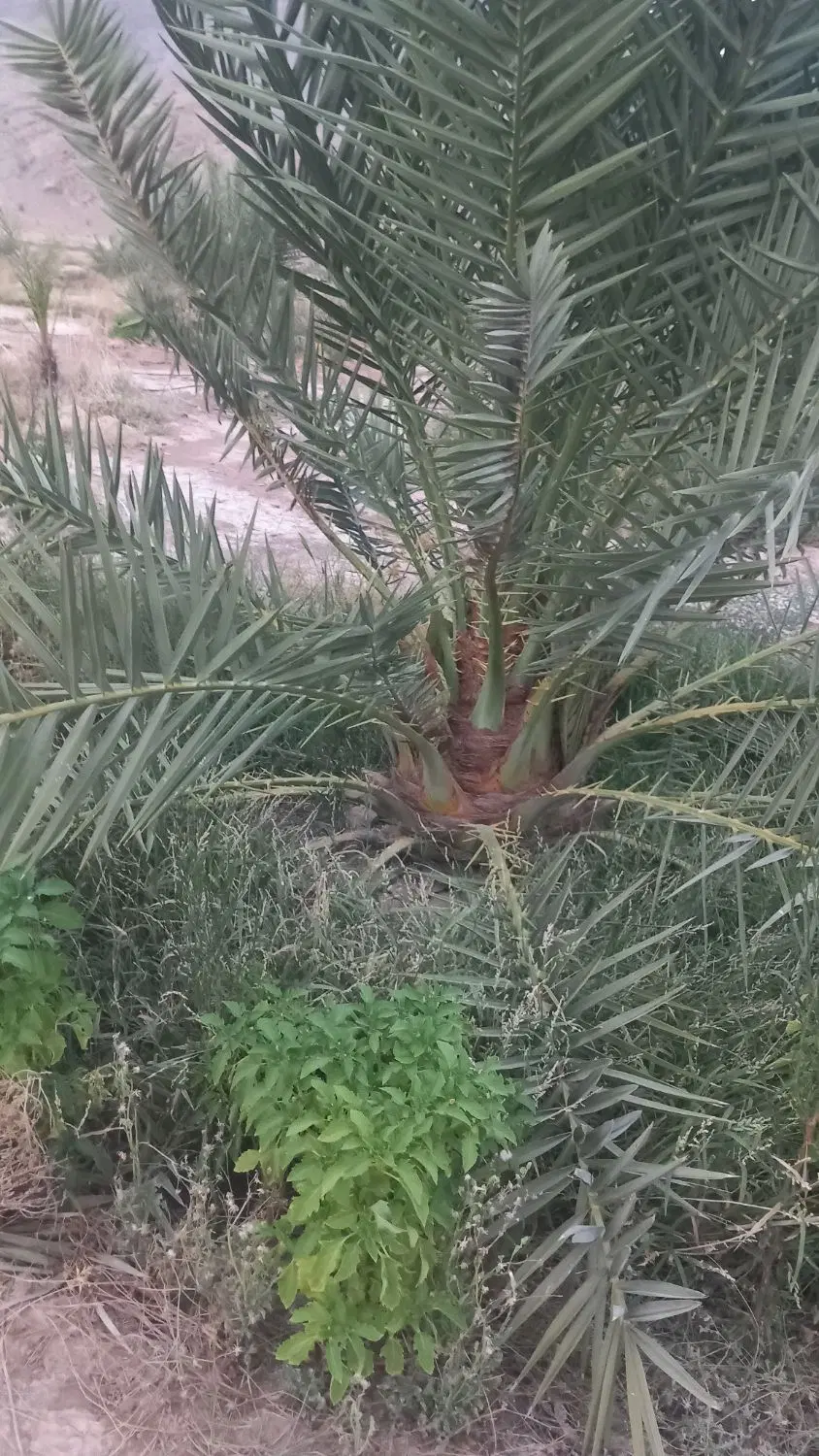 فروش زمین کشاورزی