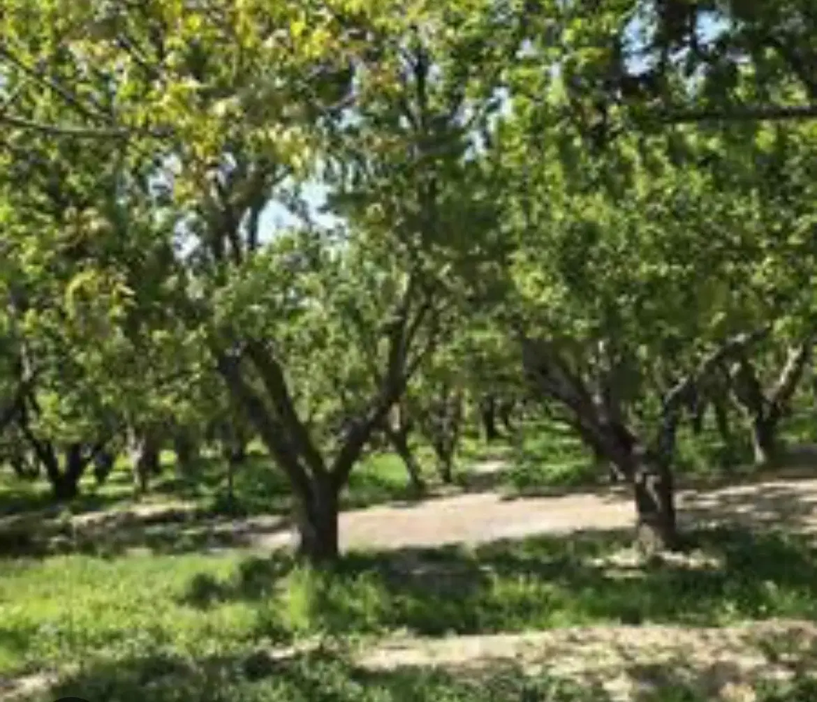 باغچه نُقلی داخل مجموعه شهرکی