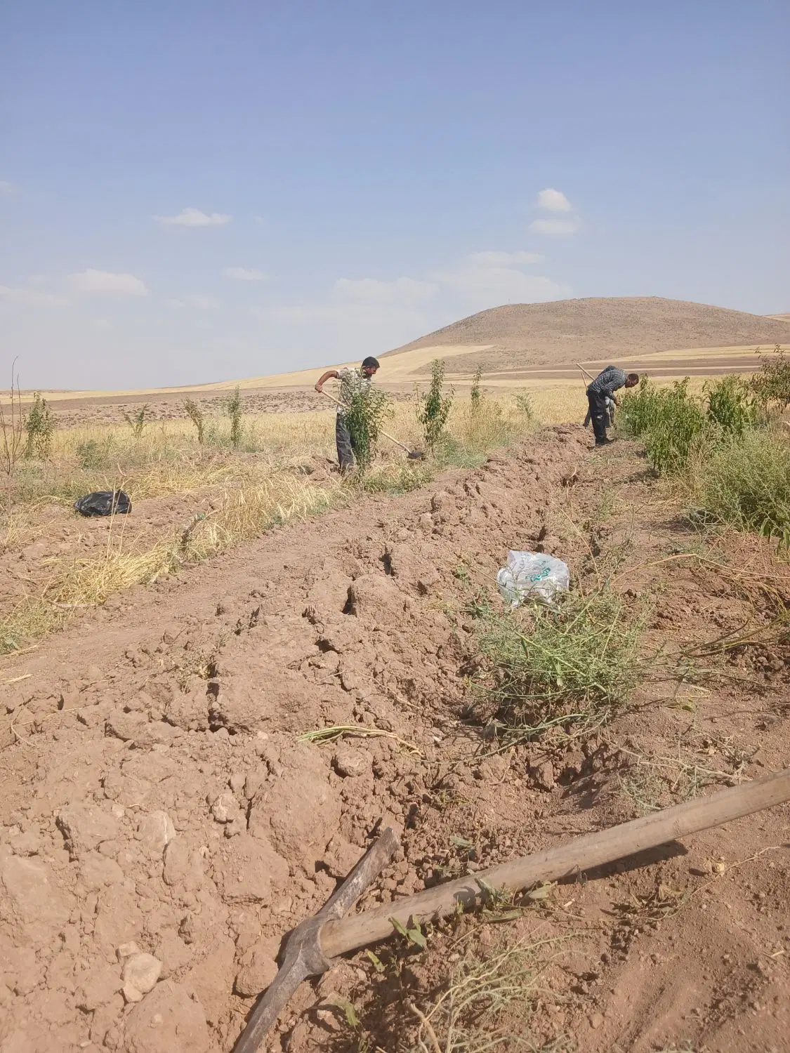 زمین ریشه زار