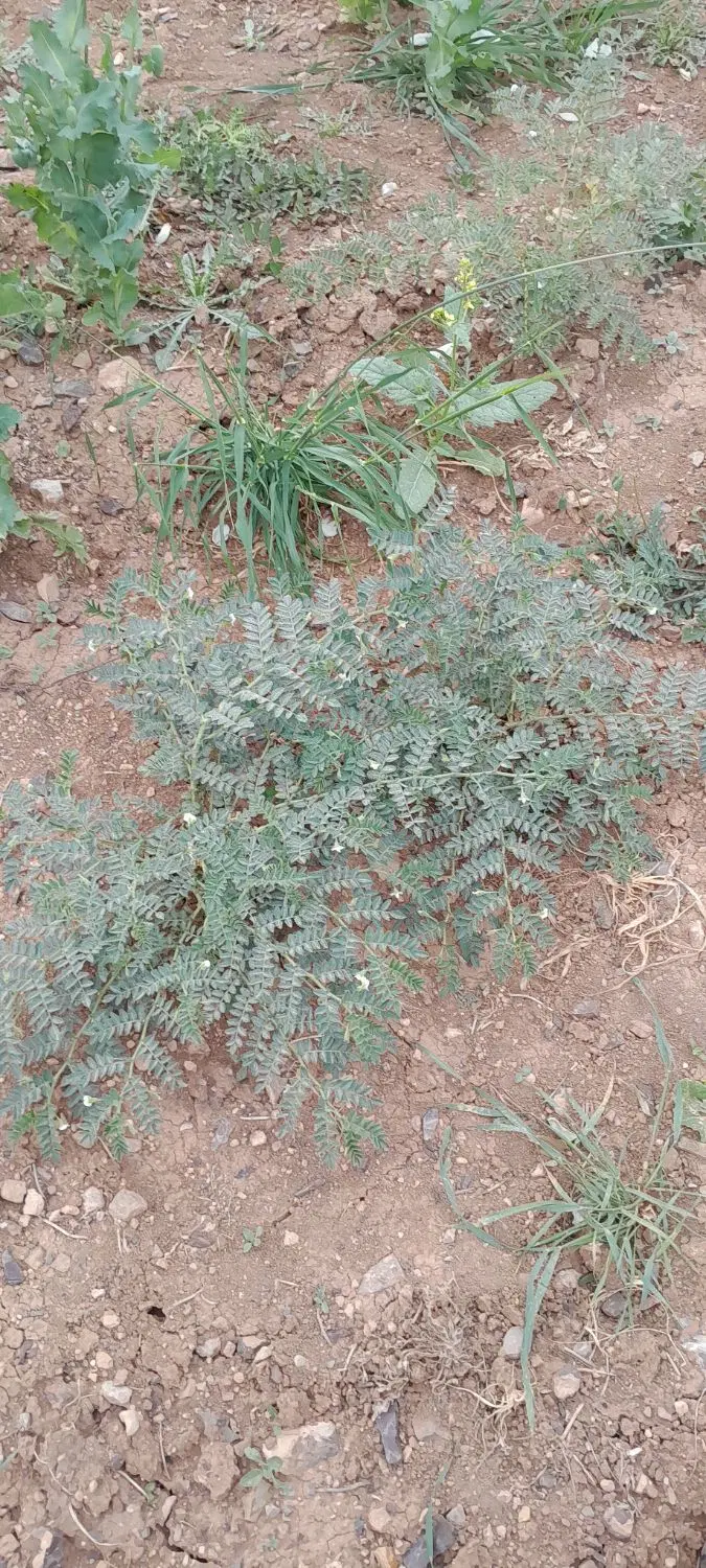 اجاره یا   ثلثی زمین کشاورزی برای بذر نخود