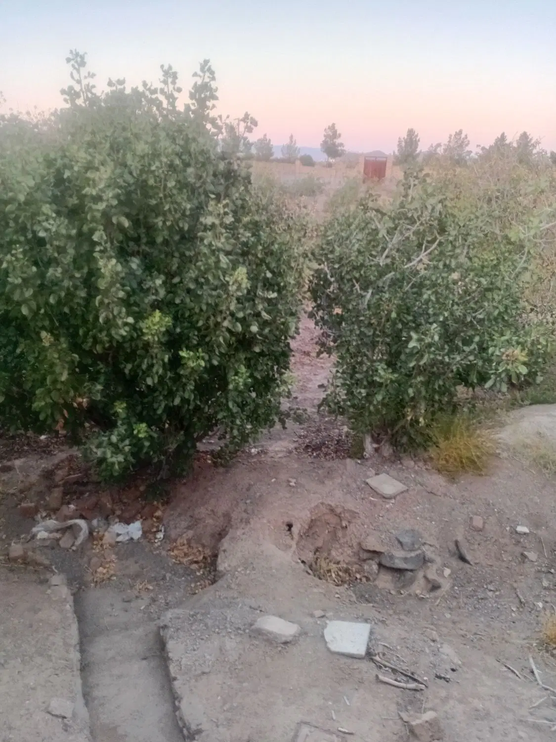 باغ پسته ای