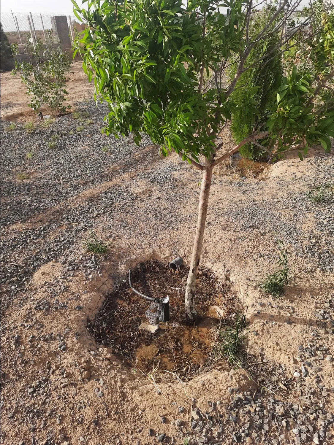 باغ