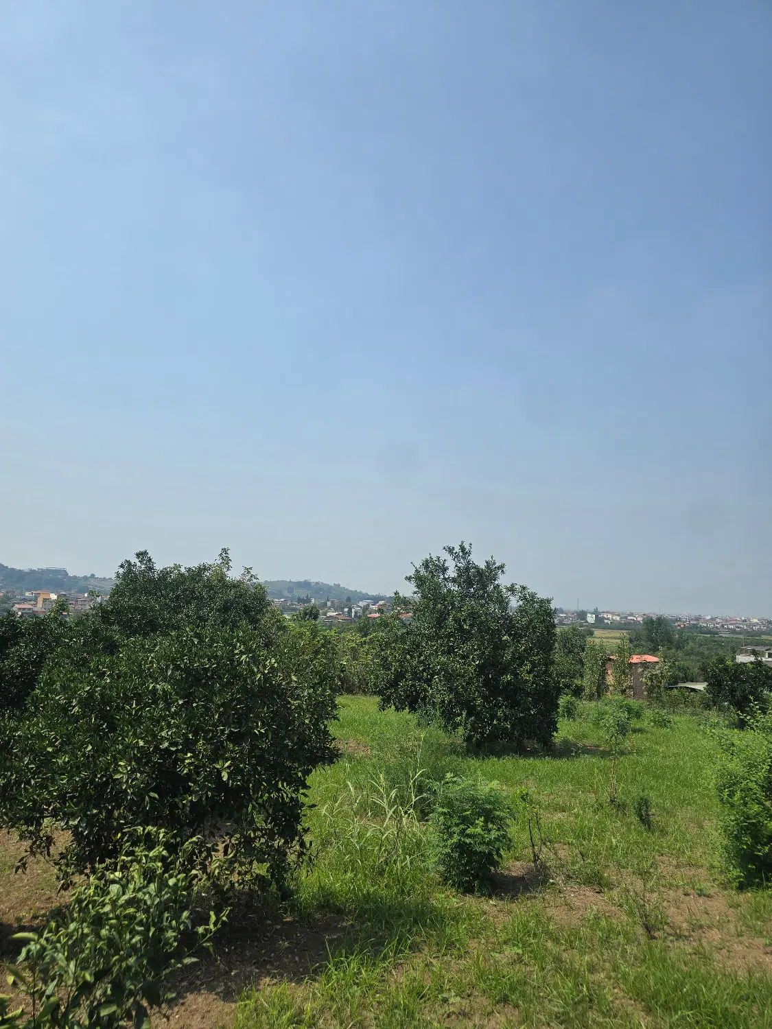 فروش ۱۲۵۰ متر زمین در شهرود کلا قایمشهر