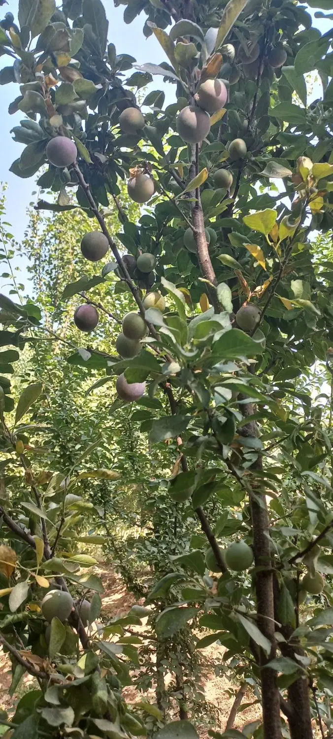 فروش باغ و زمین مسکونی روستا