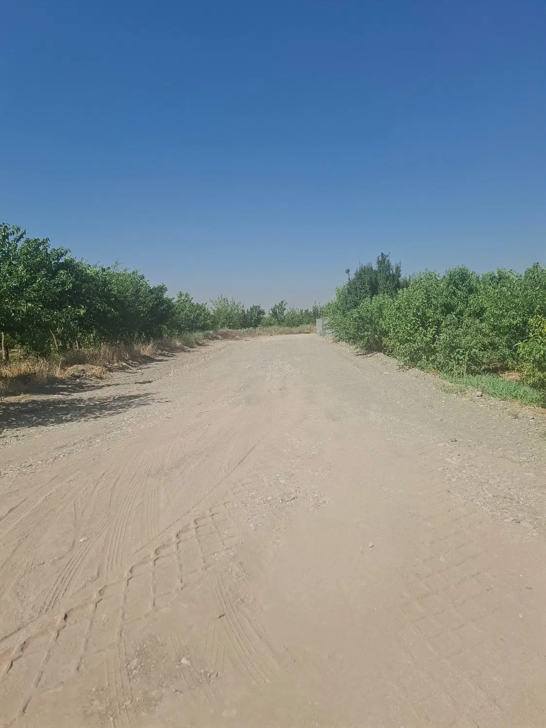 ۵۰۰ متر زمین با درختان مثمر در صفادشت کوثر ۳