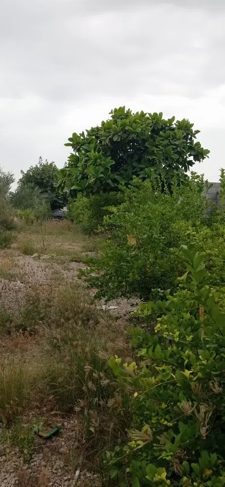 زمین مسکونی با دیوار ایسین
