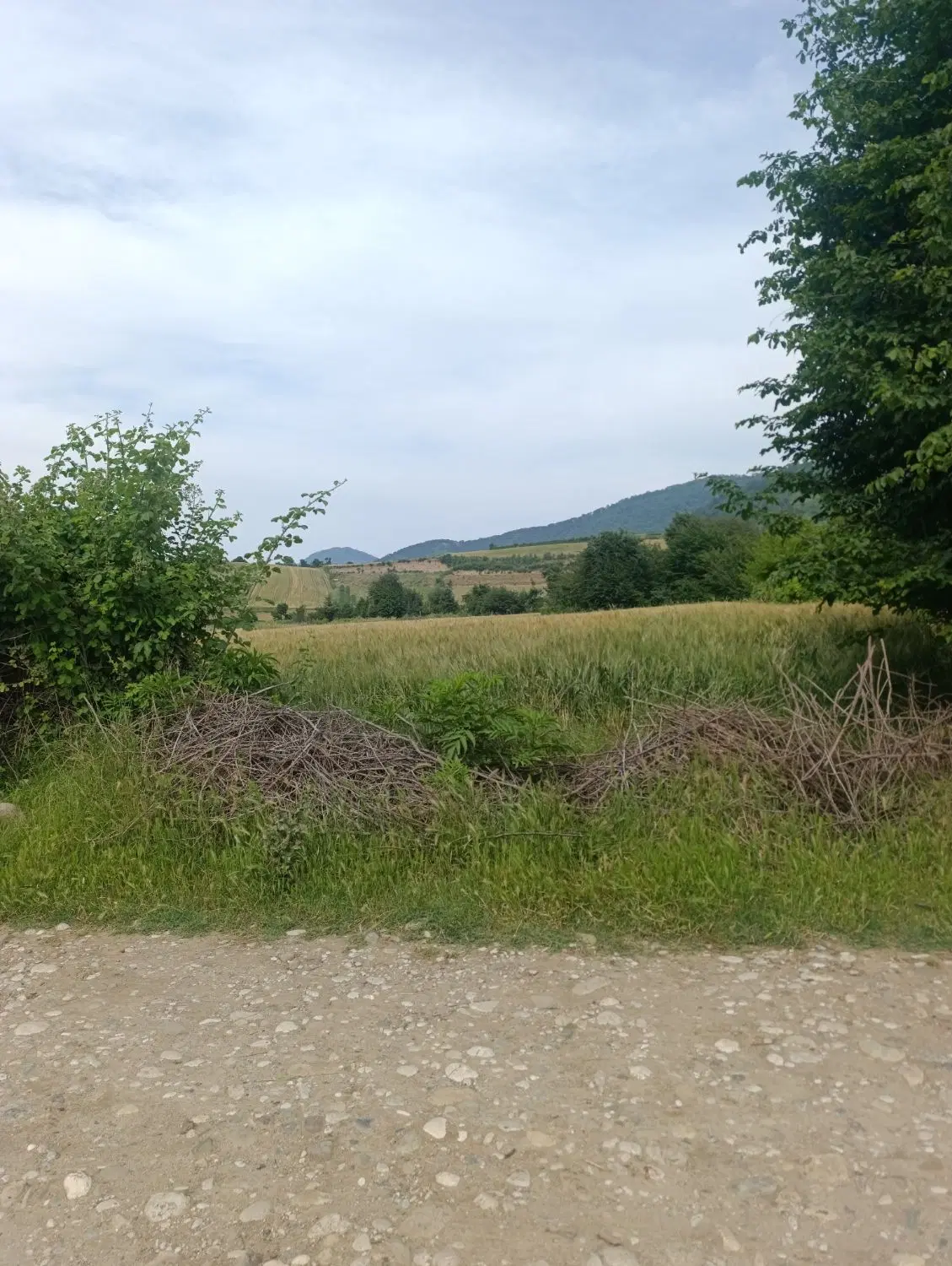 زمین کشاورزی باغی