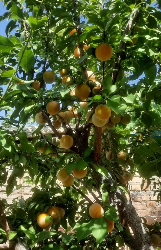 خونه و حیاط