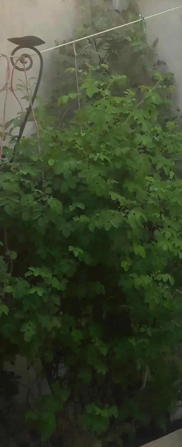 اجاره ویلایی گلدسته