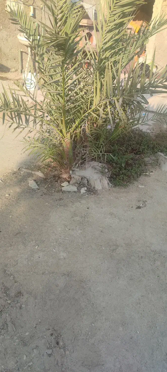 زمین رونی سبزآباد
