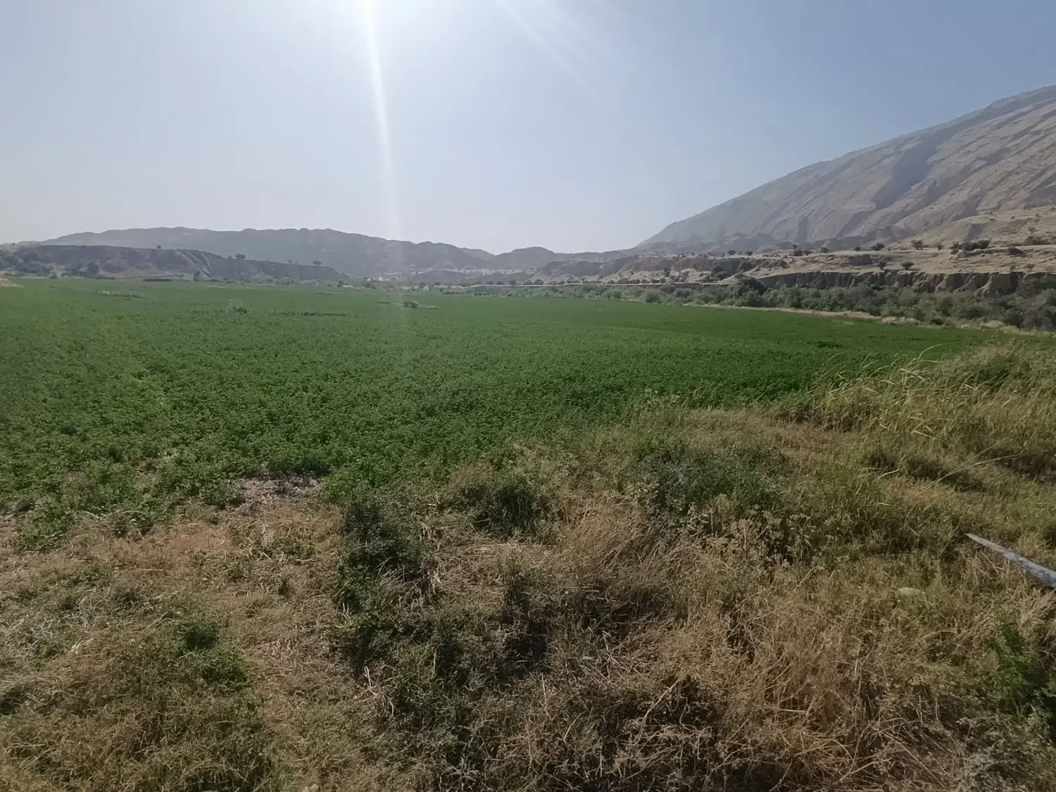 فروش یونجه درجه یک