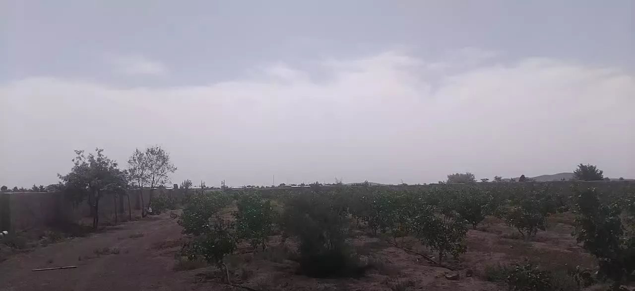 باغ پسته