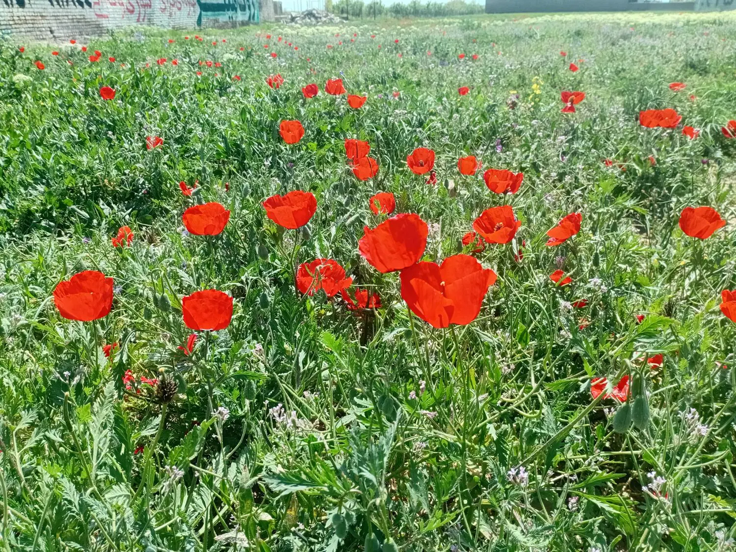 زمین حاشیه جاده بشنیج به فیروزه