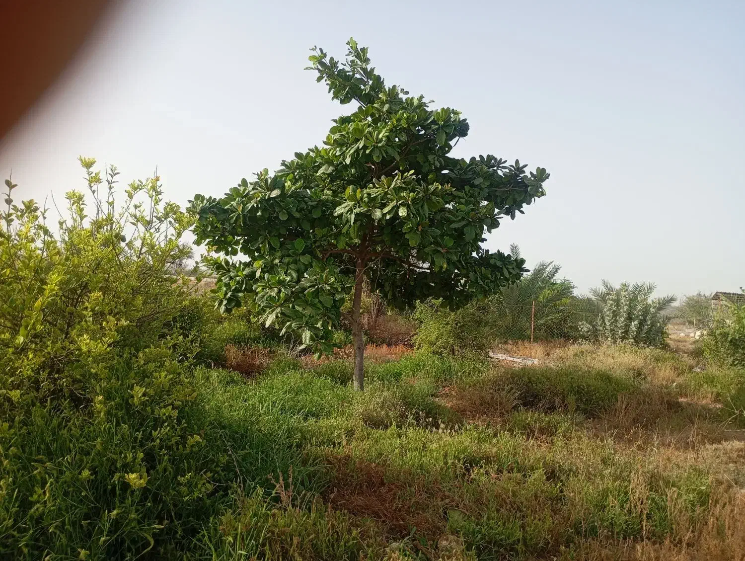 فروش زمین سرخون