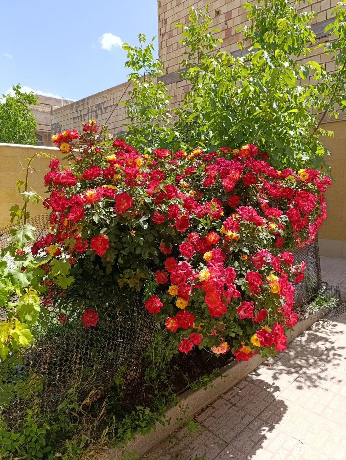 زمین باغی
