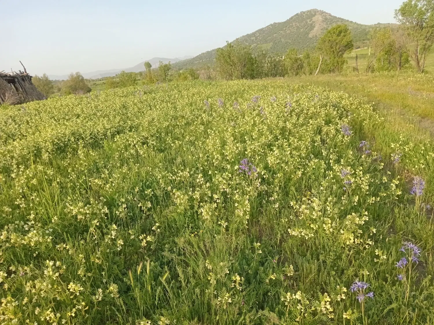 یک قطعه زمین کشاورزی در روستای سیاحومه
