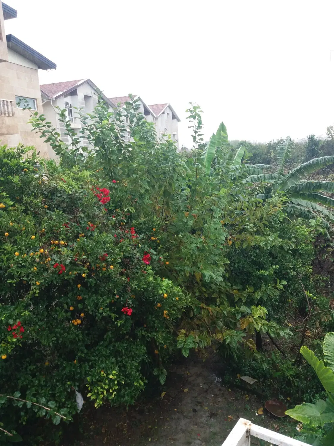 اجاره واحد مسکونی