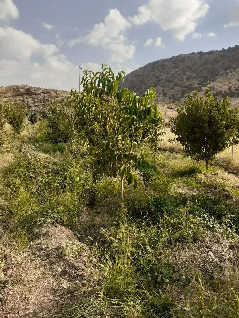 هزار متر باغ در دراسونه