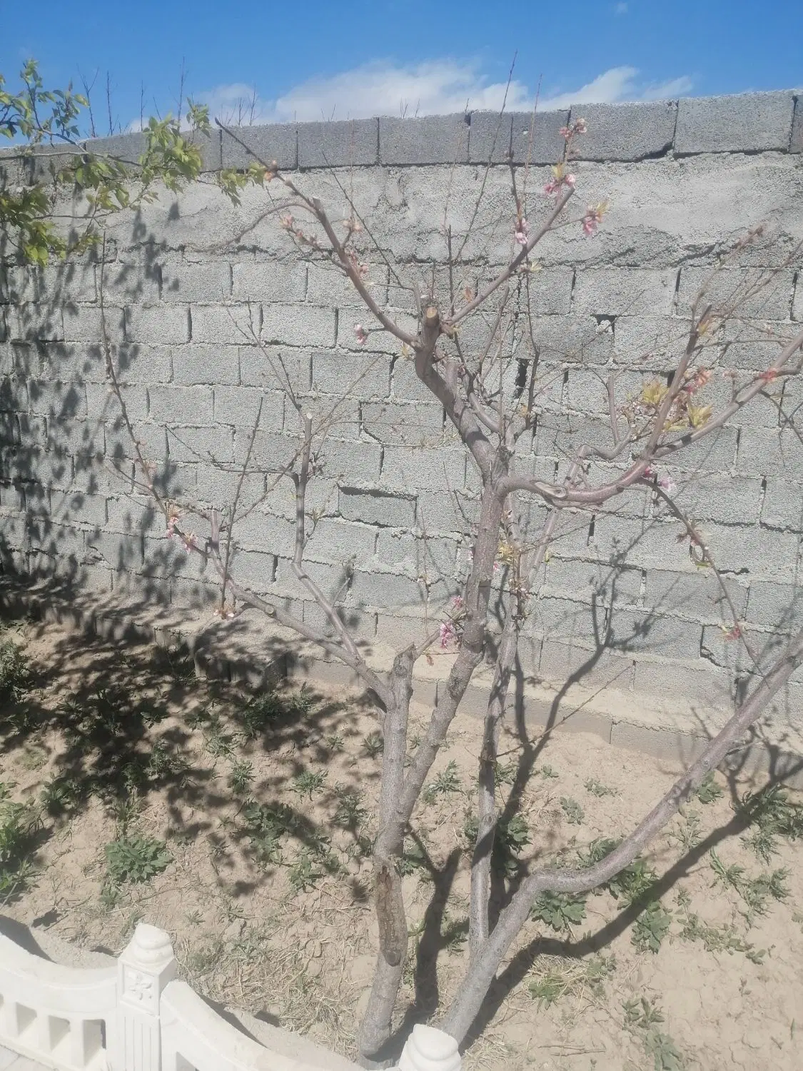 زمین داروپخش