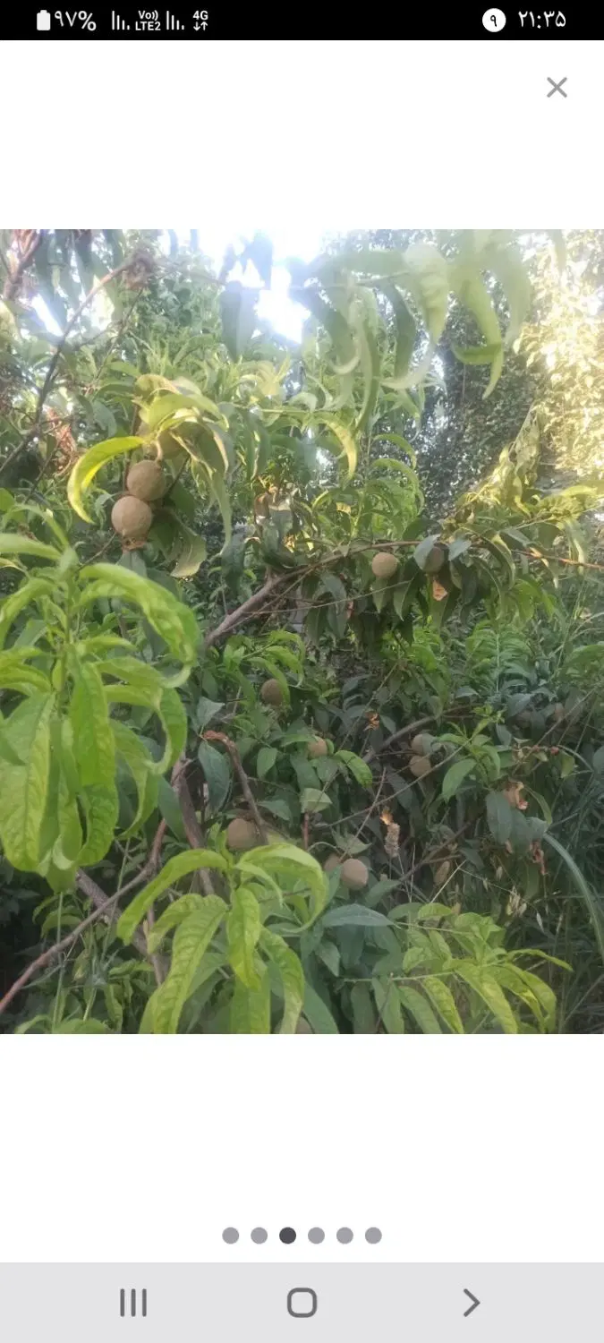 باغچه