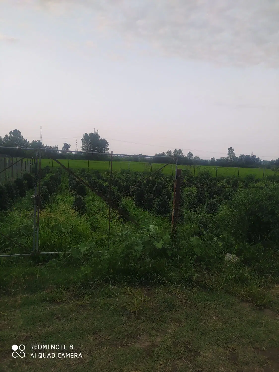 فروش زمین باغی
