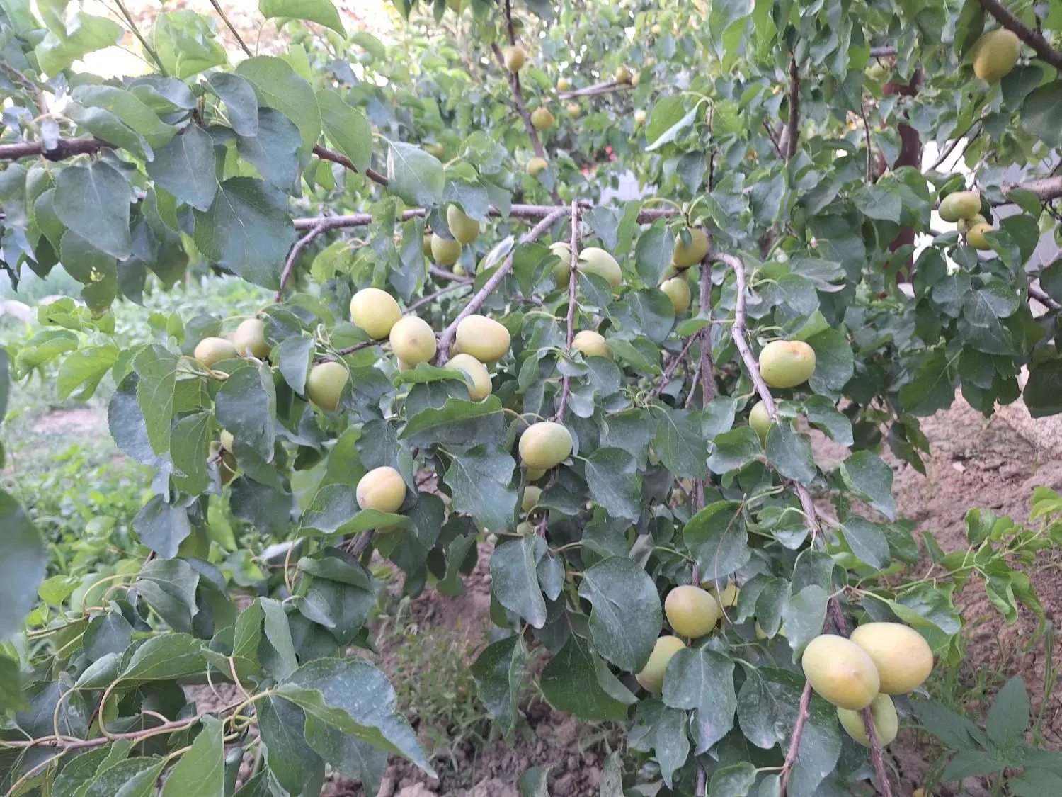 باغ دربهترین کوچه بادرختان بارده