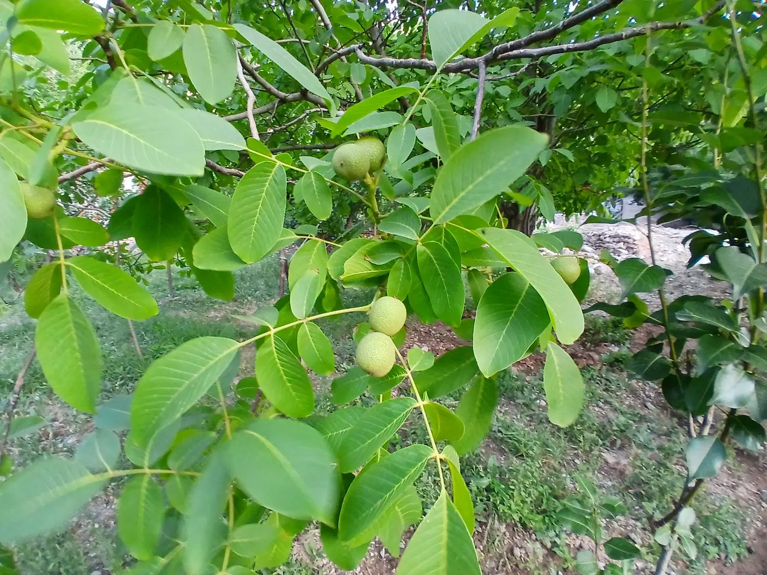 باغ در روستای آتشان زریندشت