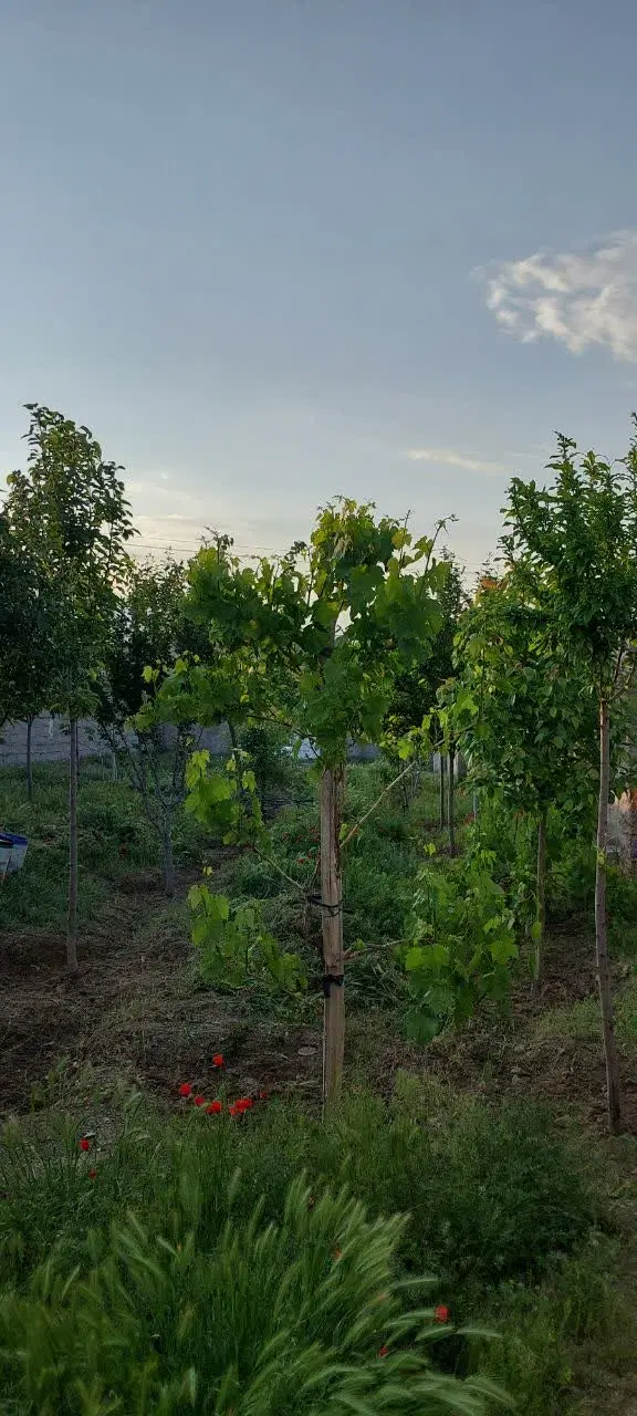 فروش باغ ۴۰۰متری داخل طرح هادی