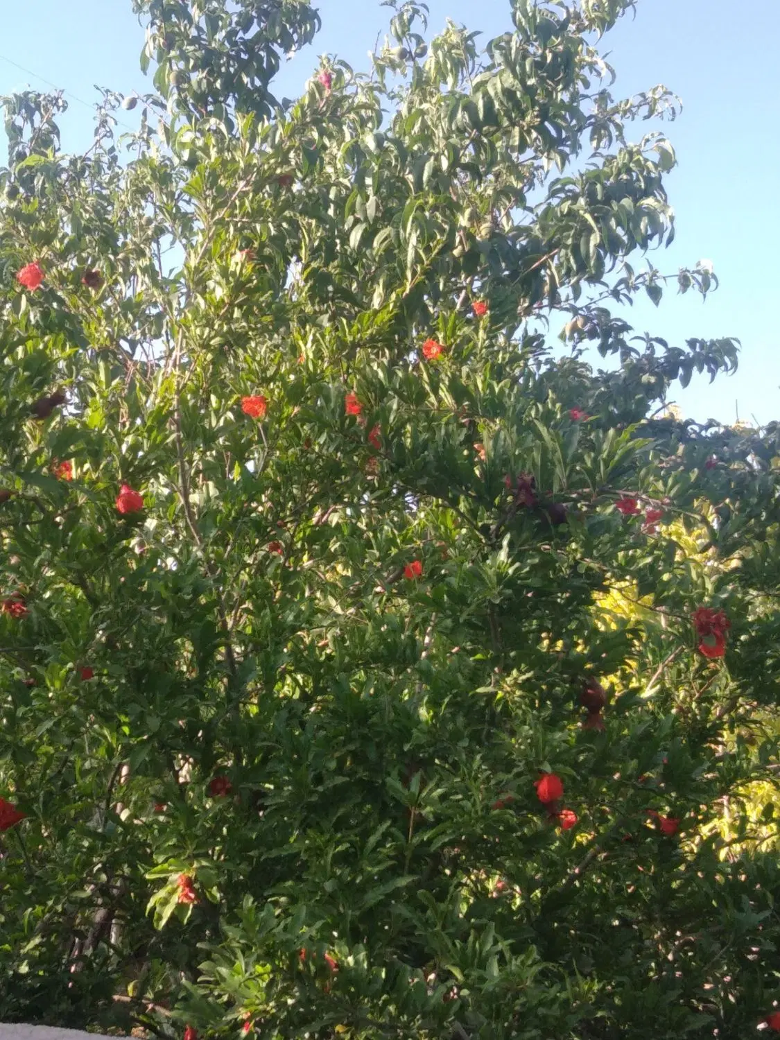 باغچه ۳۰۰متری دنج و نزدیک بافت مسکونی