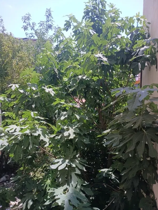 فروش ملک